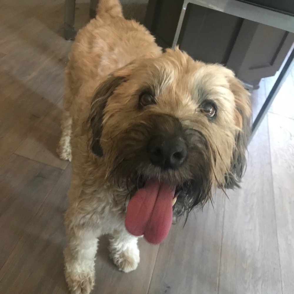 Meet your Posher, Susan